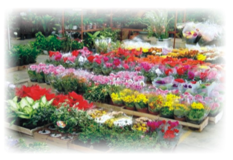 Ilustração - Mercado de Flores