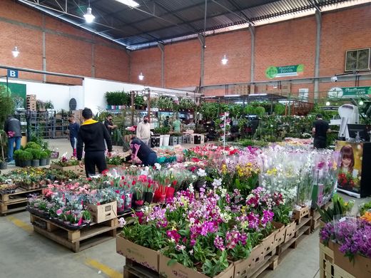 Mercado de Flores da Ceasa Curitiba volta atender normalmente | Centrais de  Abastecimento do Paraná S.A.