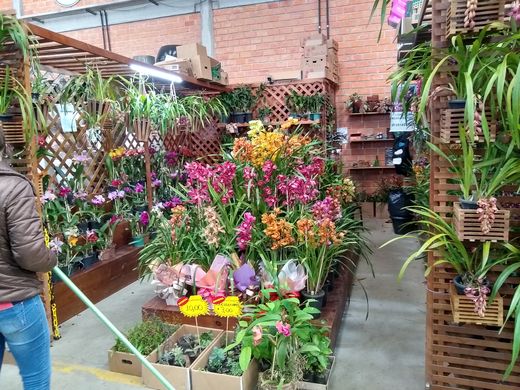 Mercado de Flores da Ceasa Curitiba volta atender normalmente | Centrais de  Abastecimento do Paraná S.A.