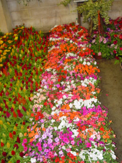 Flores