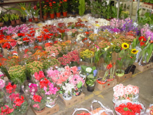 flores