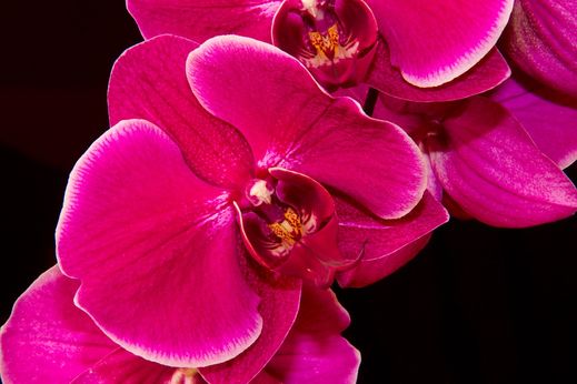Flores