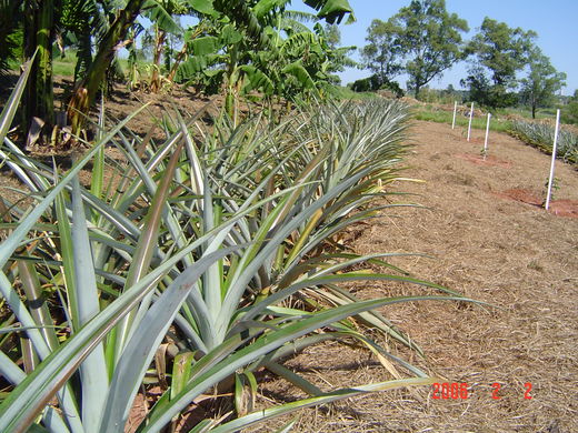 Abacaxi