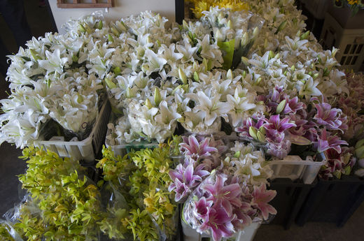Flores