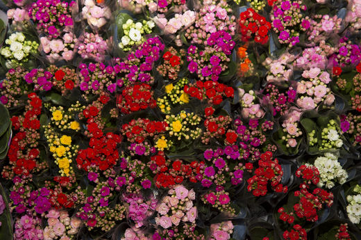 Flores