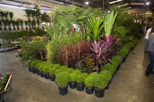 Mercado de Flores