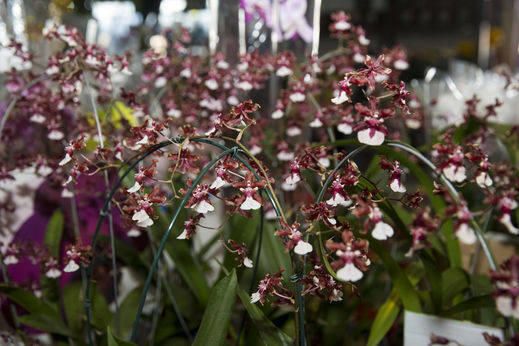 Mercado de Flores