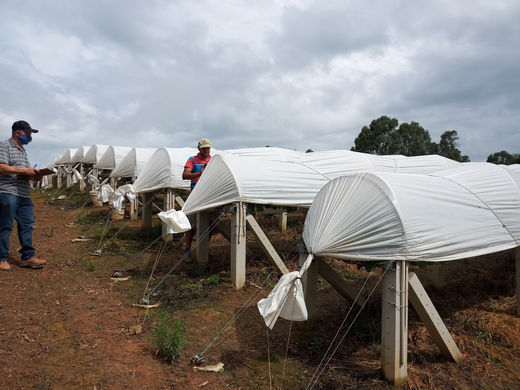 Agricultura