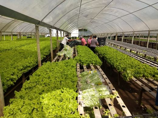 Agricultura