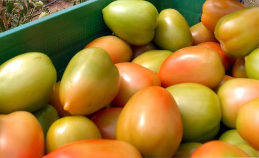 tomate
