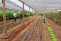 Ceasa Paraná visita Projeto Horta Solidária de Foz do Iguaçu