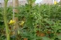 agricultura