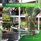 MERCADO DE FLORES