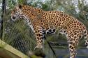 Parceria entre IAT e Ceasa ajuda a matar a fome de animais silvestres em criadouros
