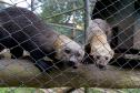 Parceria entre IAT e Ceasa ajuda a matar a fome de animais silvestres em criadouros