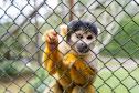 Parceria entre IAT e Ceasa ajuda a matar a fome de animais silvestres em criadouros
