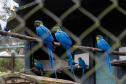 Parceria entre IAT e Ceasa ajuda a matar a fome de animais silvestres em criadouros