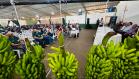 12º Encontro Regional de Produtores de Banana