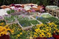 flores