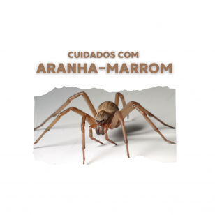 aranha-marrom