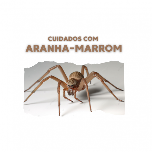 aranha-marrom