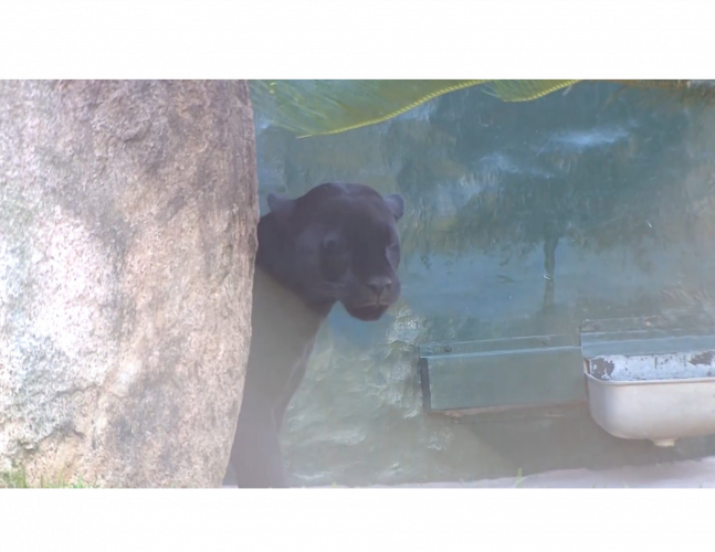 Criadouro Onça Pintada recebe doações do Banco de Alimentos da Ceasa