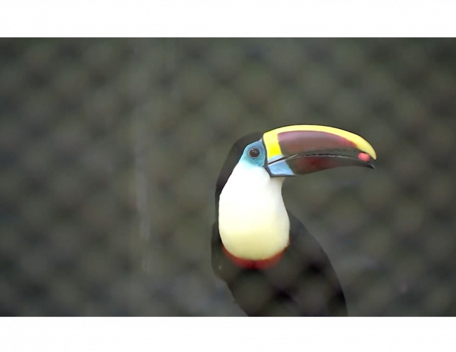 Criadouro Onça Pintada recebe doações do Banco de Alimentos da Ceasa