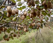 PREÇO DAS FRUTAS 30%