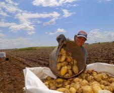 batata