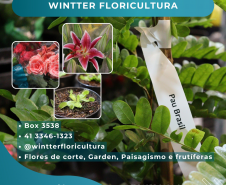 flores