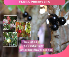 flores
