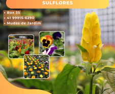 flores