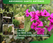 flores
