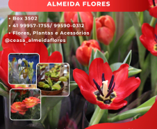 flores