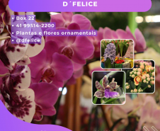 flores
