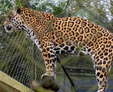 Parceria entre IAT e Ceasa ajuda a matar a fome de animais silvestres em criadouros