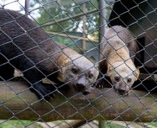 Parceria entre IAT e Ceasa ajuda a matar a fome de animais silvestres em criadouros