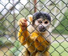 Parceria entre IAT e Ceasa ajuda a matar a fome de animais silvestres em criadouros