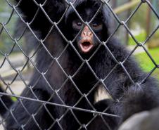 Parceria entre IAT e Ceasa ajuda a matar a fome de animais silvestres em criadouros