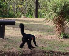 Ceasa vai doar alimentos para o Zoológico de Curitiba