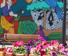 Da Rua XV para a Ceasa: um tributo à identidade curitibana