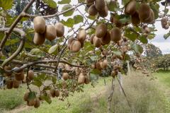 PREÇO DAS FRUTAS 30%