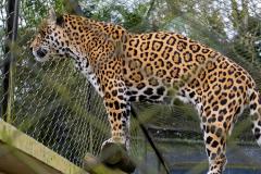 Parceria entre IAT e Ceasa ajuda a matar a fome de animais silvestres em criadouros
