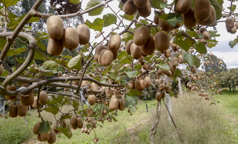 PREÇO DAS FRUTAS 30%