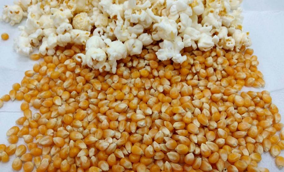 milho-pipoca