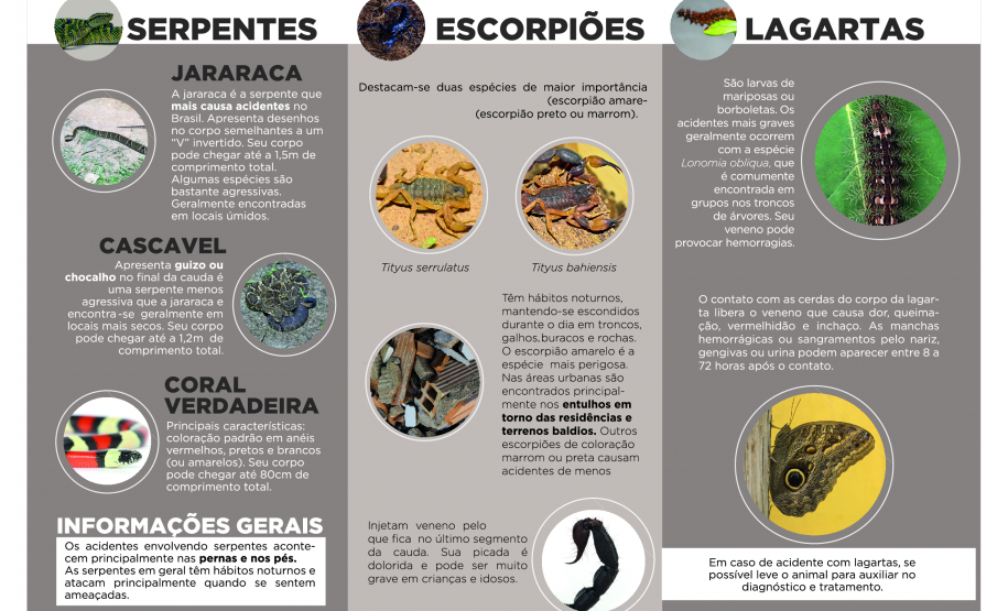 ANIMAIS PEÇONHENTOS