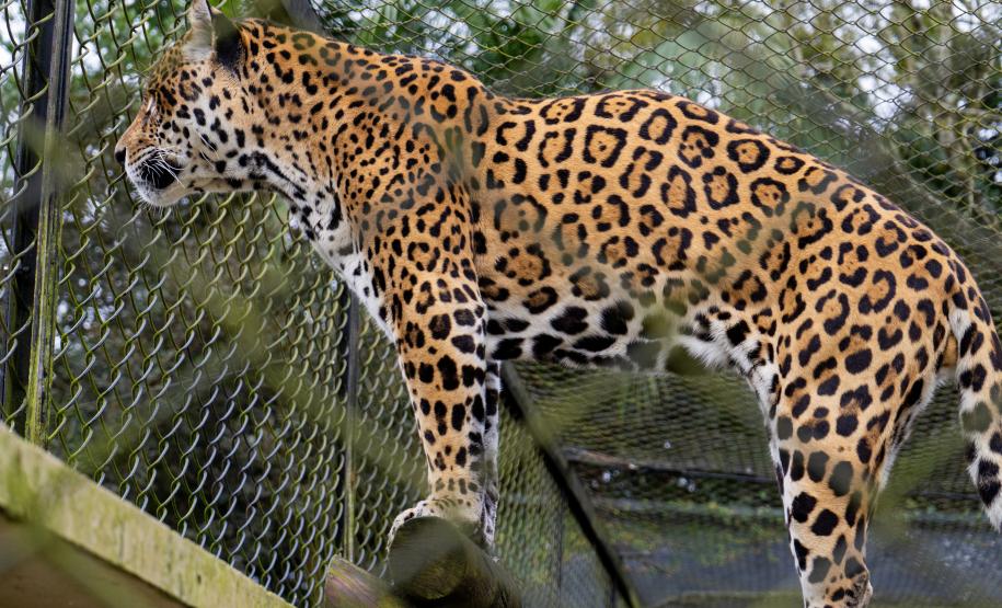 Parceria entre IAT e Ceasa ajuda a matar a fome de animais silvestres em criadouros