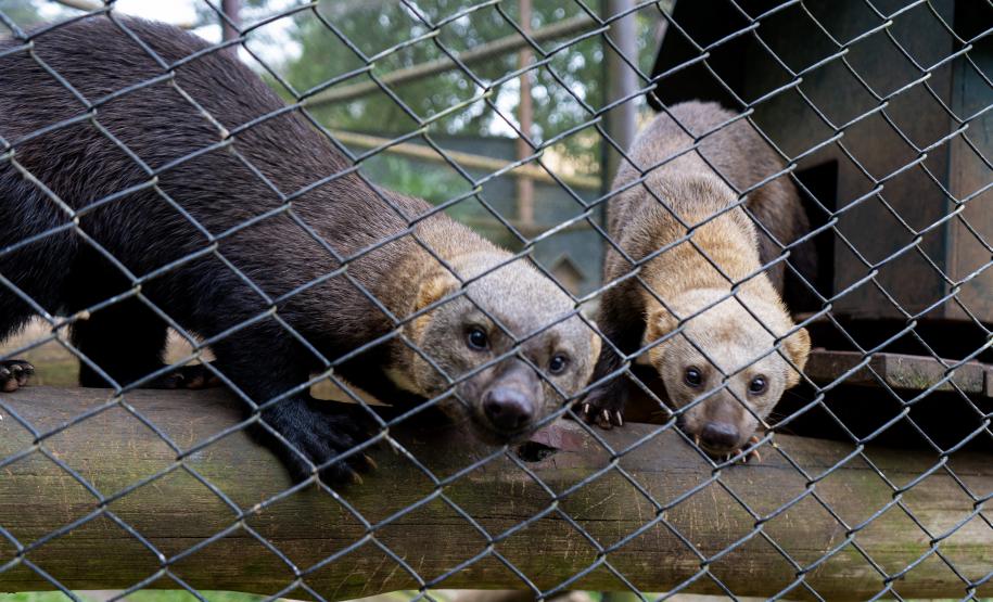 Parceria entre IAT e Ceasa ajuda a matar a fome de animais silvestres em criadouros