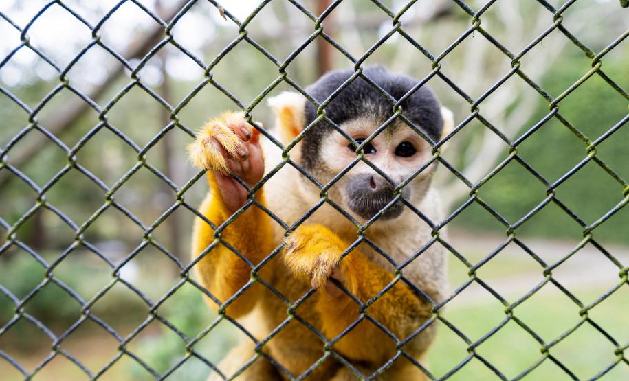 Parceria entre IAT e Ceasa ajuda a matar a fome de animais silvestres em criadouros
