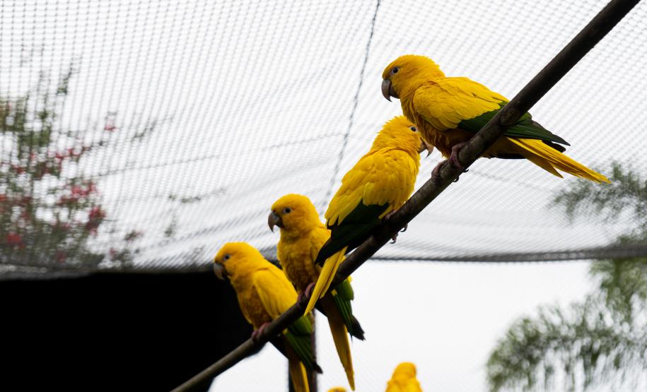 Parceria entre IAT e Ceasa ajuda a matar a fome de animais silvestres em criadouros
